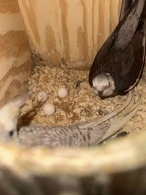 cockatiel-for-sale