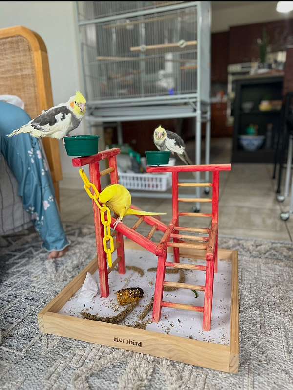 cockatiel-for-sale-in-stafford-va