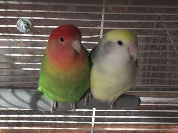 lovebird-for-sale