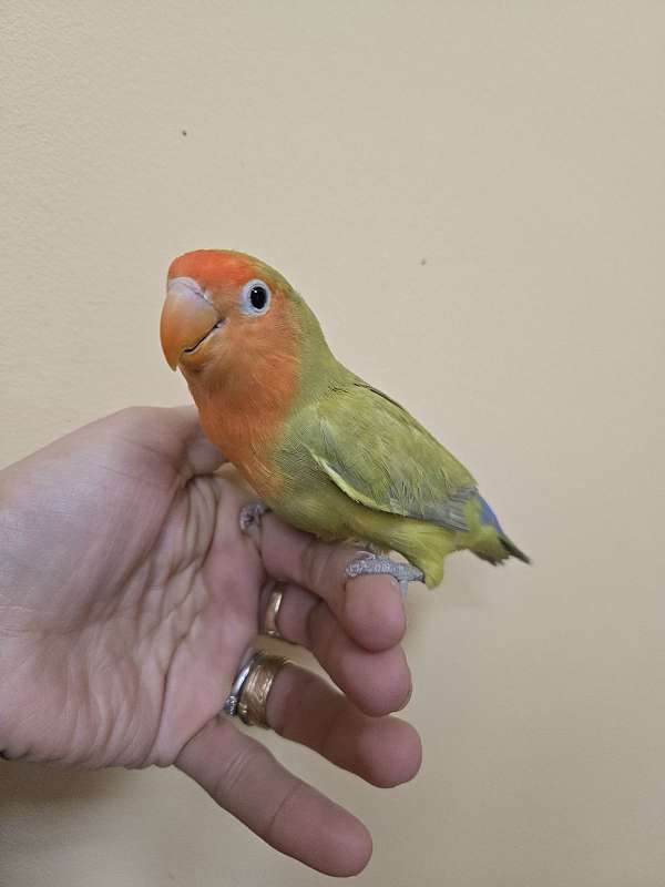 lovebird-for-sale
