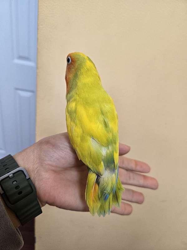 lovebird-for-sale