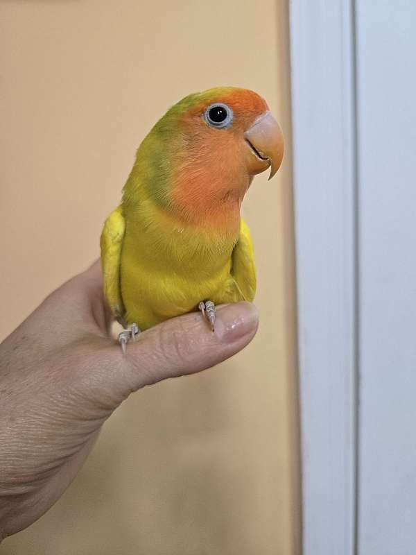 lovebird-for-sale