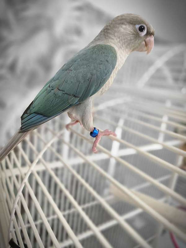green-cheek-conure-for-sale