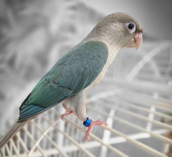 green-cheek-conure-for-sale-in-richmond-va