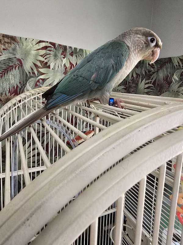 bird-for-sale-in-richmond-va