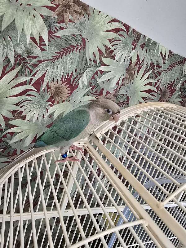 companion-bird-for-sale