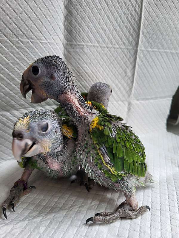quiet-yellow-shoulder-amazon-parrot-for-sale