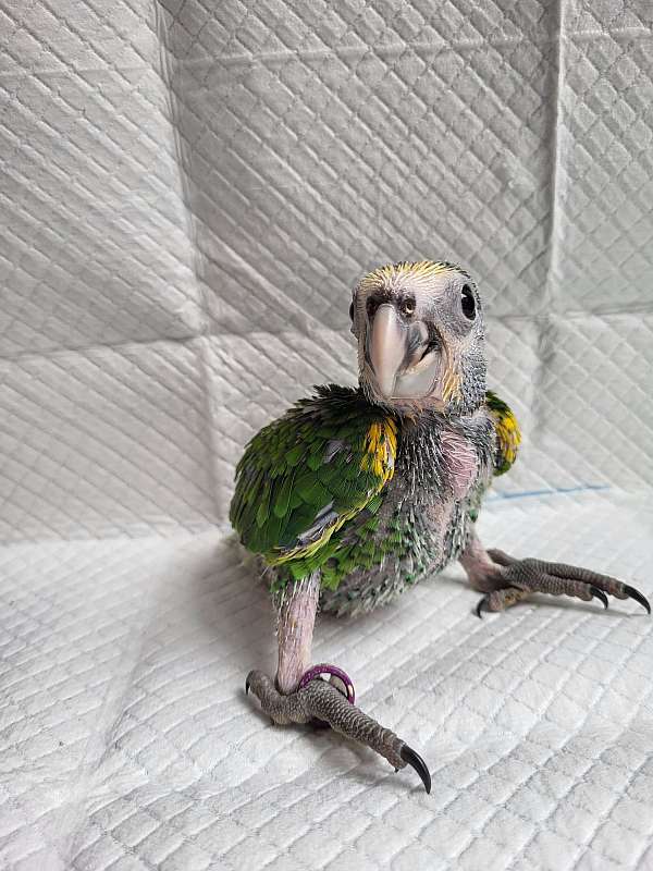 yellow-shoulder-amazon-parrot-for-sale
