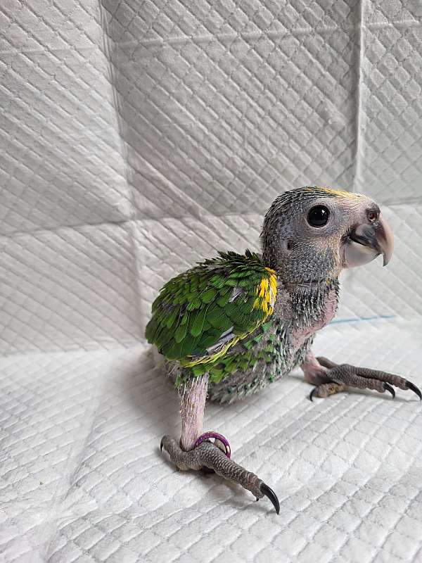 medium-bird-for-sale