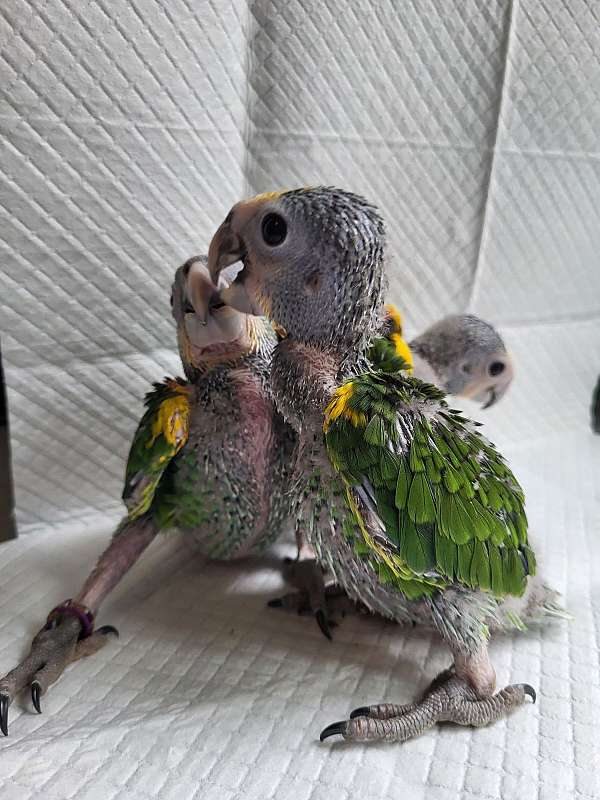 medium-yellow-shoulder-amazon-parrot-for-sale