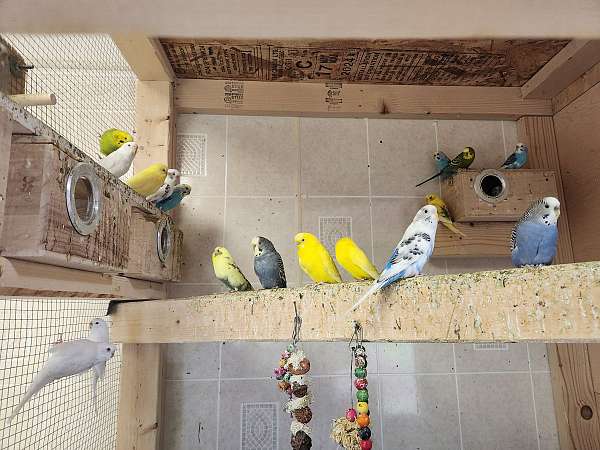 budgerigar-parakeet-for-sale-in-north-haven-ct
