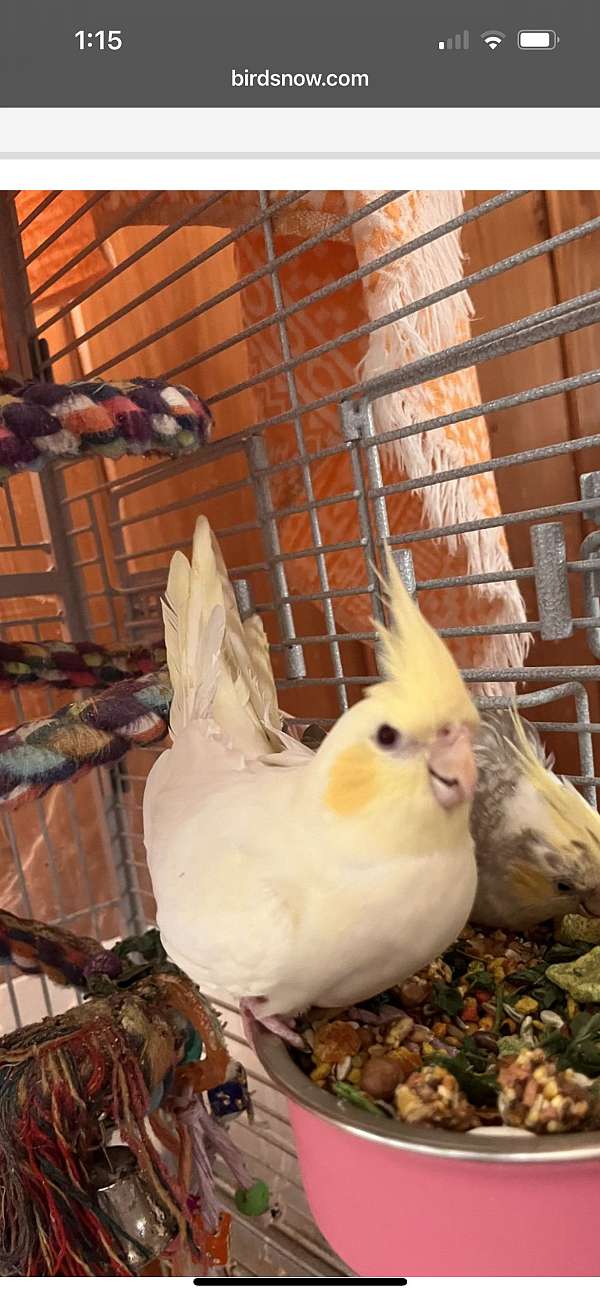 young-bird-for-sale-in-amherst-ny