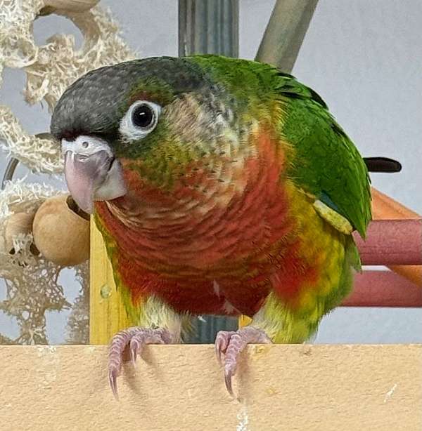 opaline-red-companion-bird-for-sale