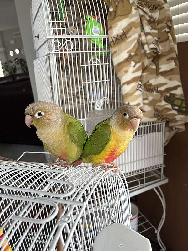 conure-for-sale