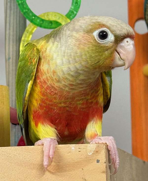 cinnamon-opaline-green-cheek-conure-for-sale