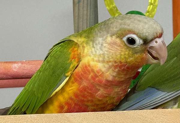 green-cheek-conure-for-sale