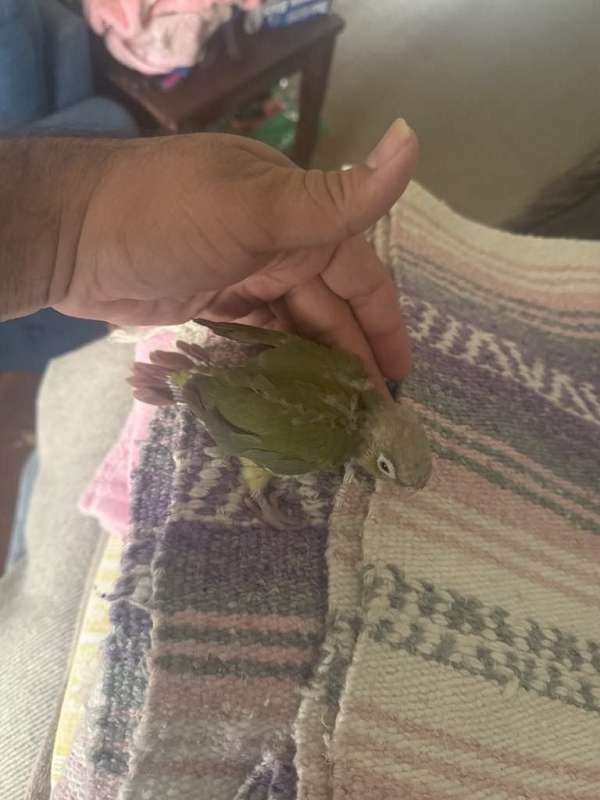 conure-for-sale