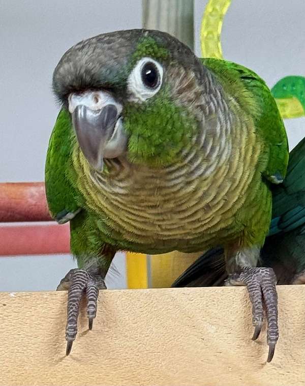 green-cheek-conure-for-sale