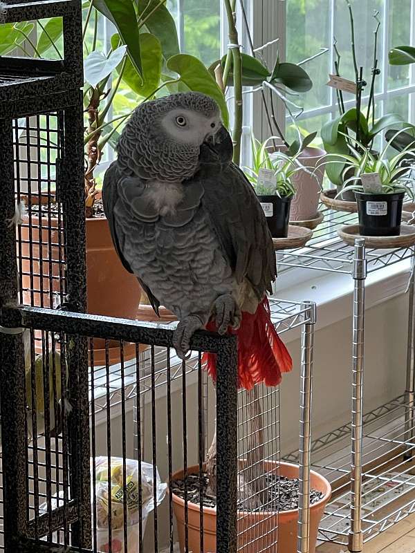 grey-bird-for-sale-in-sterling-va