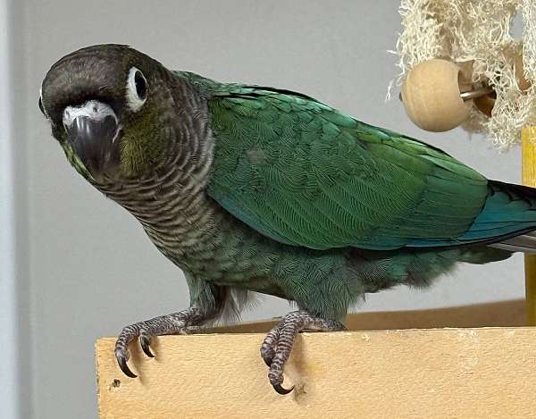 green-cheek-conure-for-sale