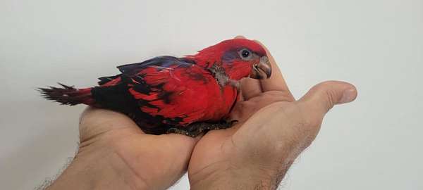 exotic-lory-red-lory-for-sale