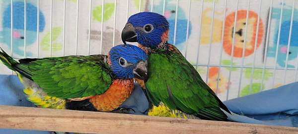 lory-for-sale