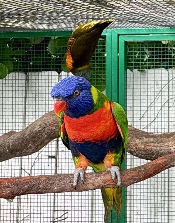 exotic-lory-rainbow-lory-for-sale