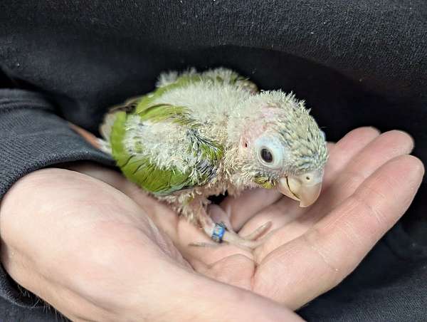 green-cheek-conure-for-sale