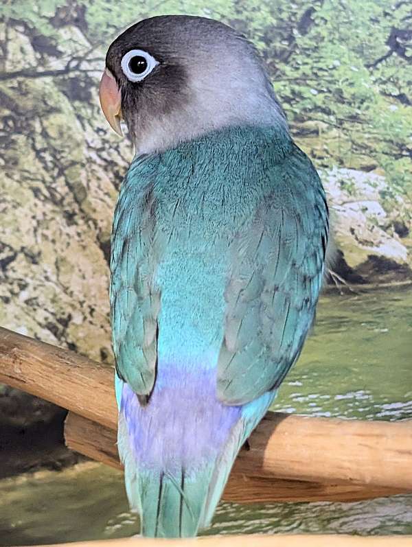 male-lovebird-fischers-lovebird-for-sale