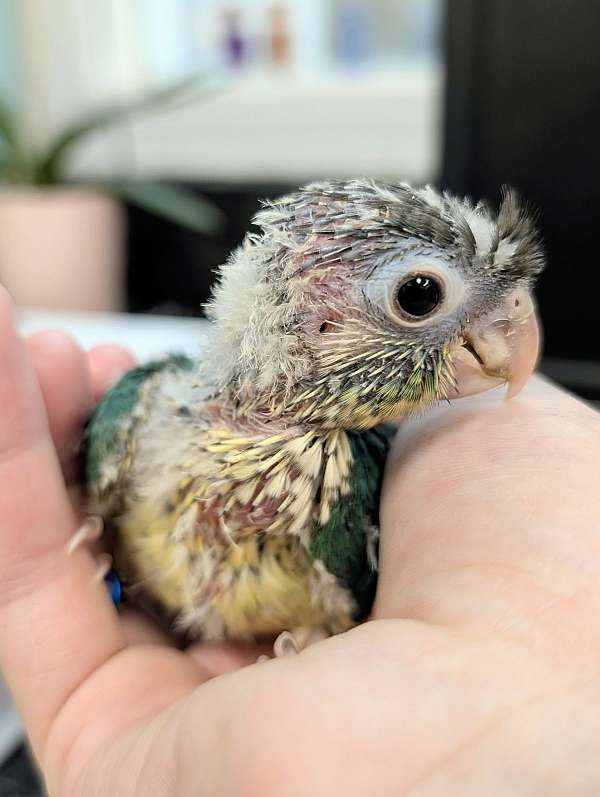 green-cheek-conure-for-sale