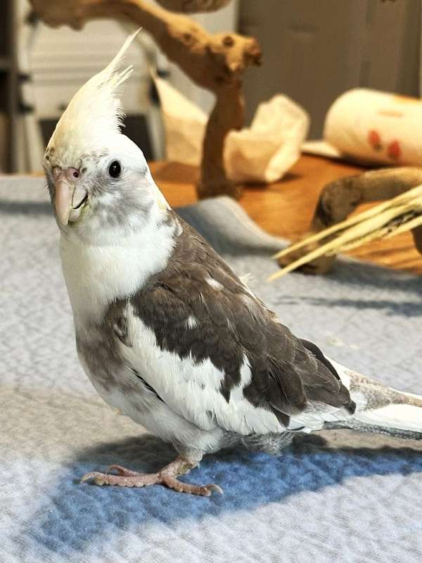 pied-white-tame-bird-for-sale