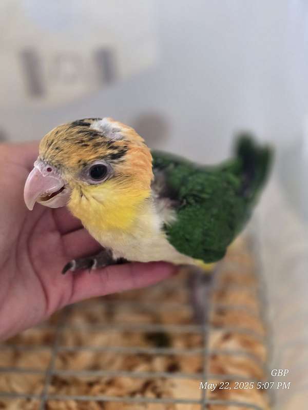 white-bellied-caique-for-sale