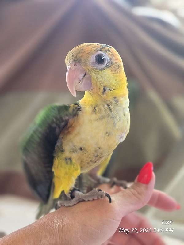 white-bird-for-sale-in-homestead-fl