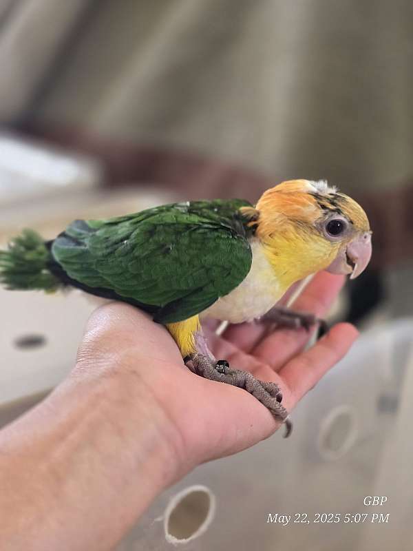 white-bellied-caique-for-sale-in-homestead-fl