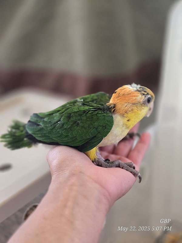 bird-for-sale-in-homestead-fl