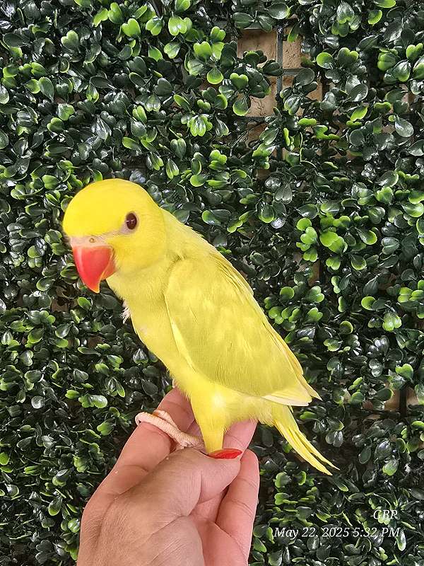 green-bird-for-sale-in-homestead-fl