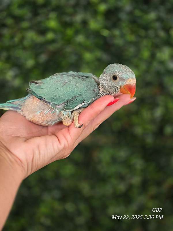 ringneck-parakeet-for-sale
