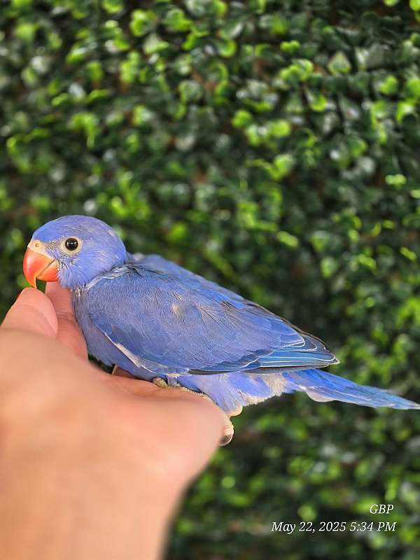 ringneck-parakeet-for-sale-in-homestead-fl