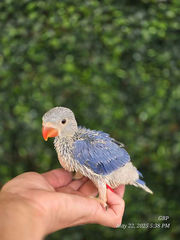 bird-for-sale-in-homestead-fl