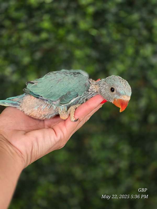 baby-bird