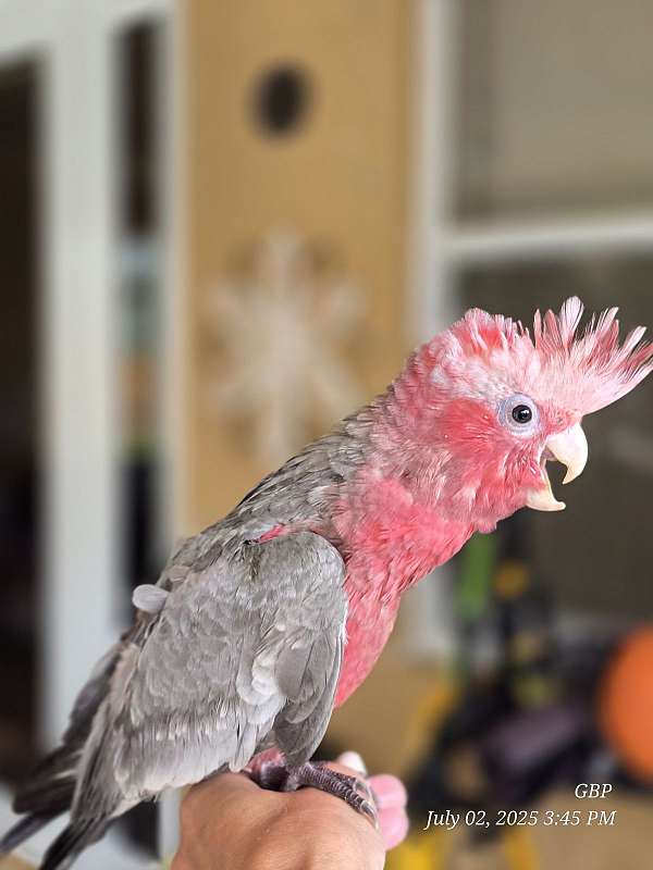 rose-breasted-cockatoo-for-sale-in-homestead-fl