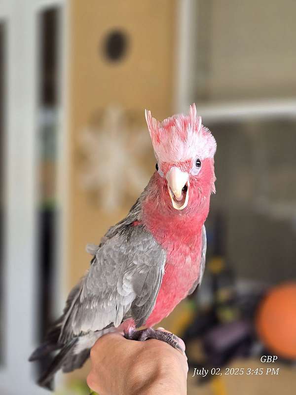 pink-bird-for-sale-in-homestead-fl
