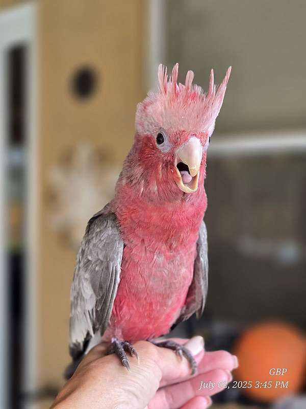 rose-bird-for-sale-in-homestead-fl