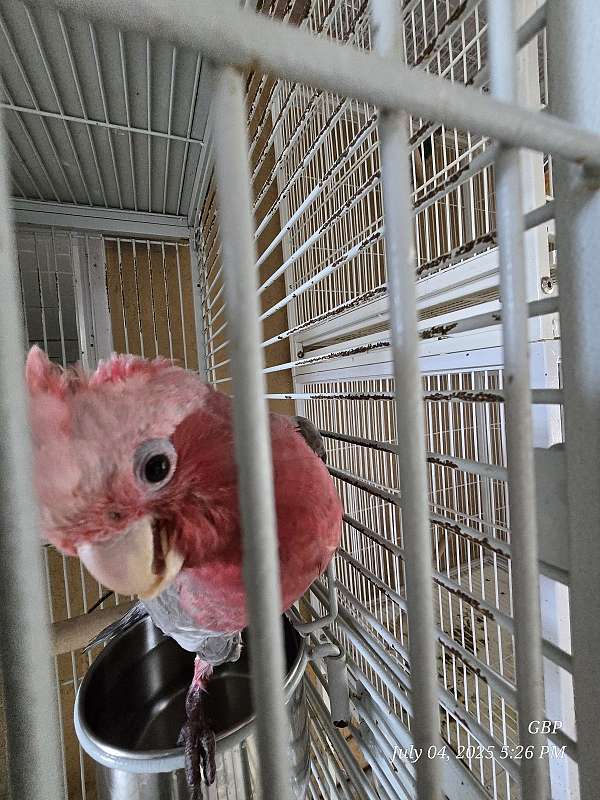 rose-breasted-cockatoo-for-sale