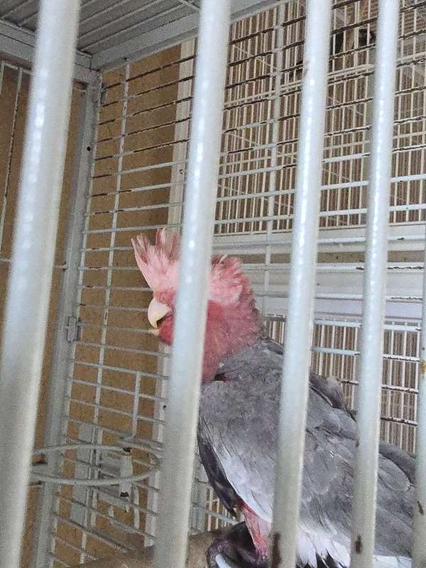 grey-rose-breasted-cockatoo-for-sale