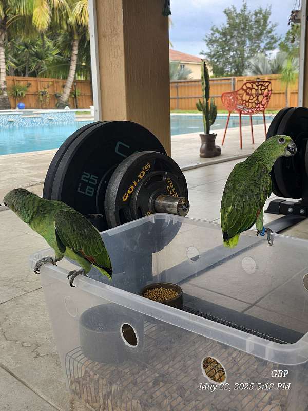 bird-for-sale-in-homestead-fl