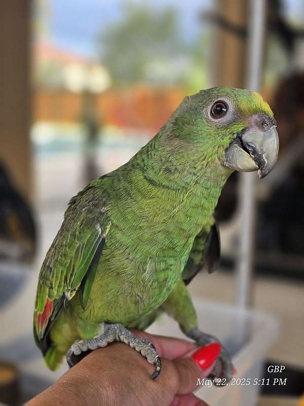 yellow-naped-amazon-parrot-for-sale