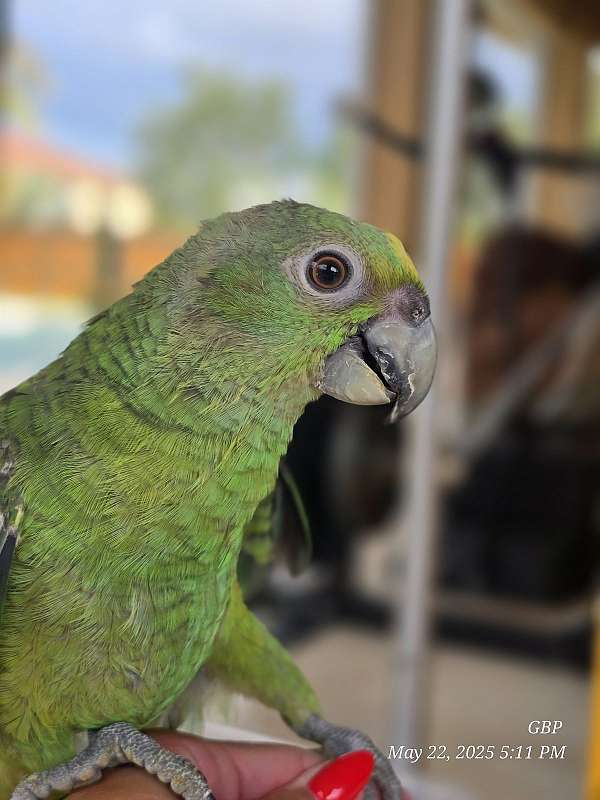 yellow-naped-amazon-parrot-for-sale-in-homestead-fl