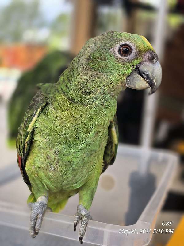 medium-bird-for-sale