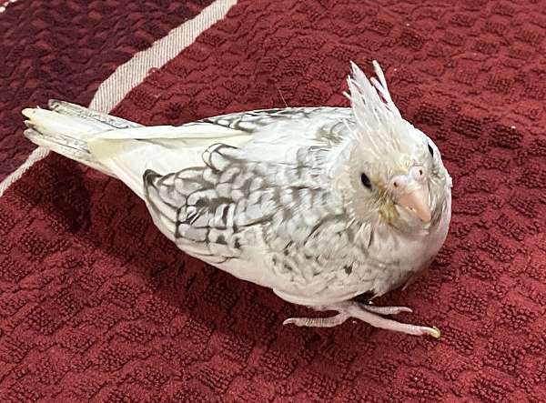 pearl-pied-bird-for-sale-in-pensacola-fl